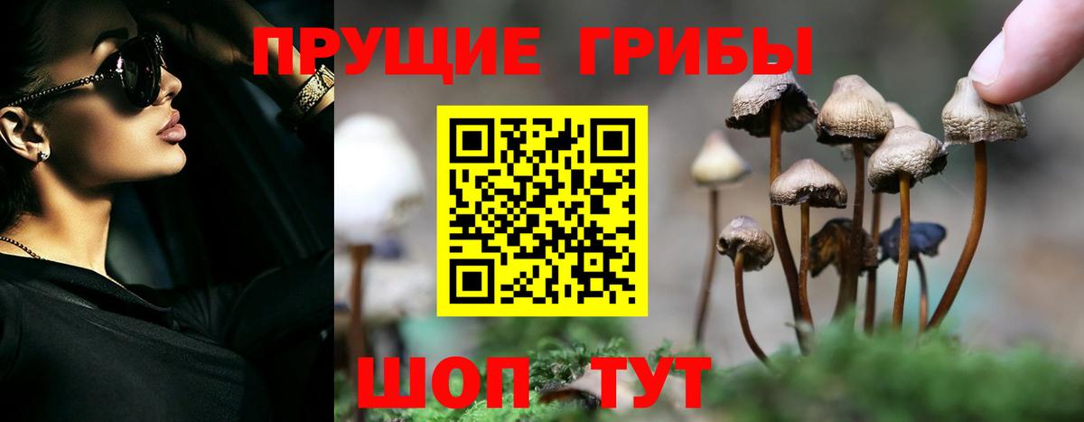 Псилоцибиновые грибы Psilocybine cubensis Новодвинск